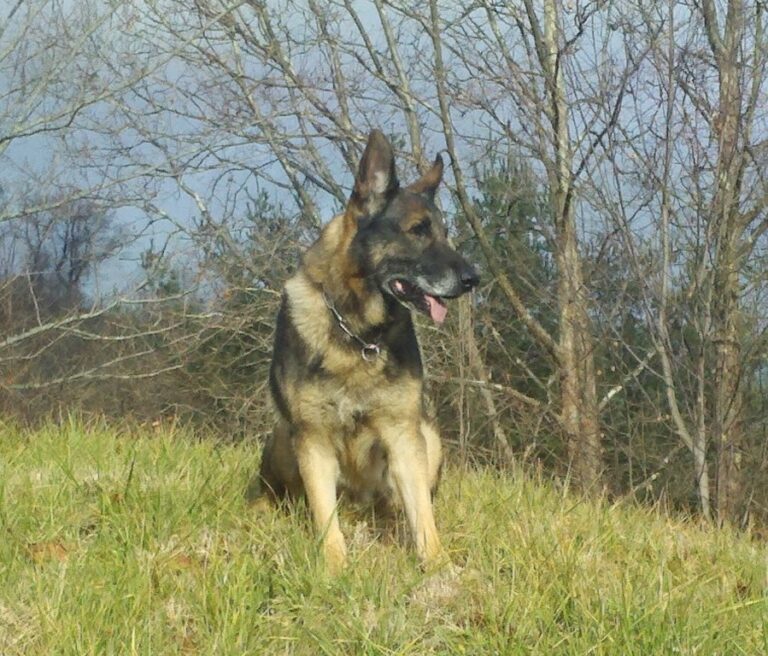 Canine Levi passed away in 2014.  He served eight years as Waynesville Police Department's first explosive detection canine.     Canine Levi was handled by Officer Heath Plemmons.